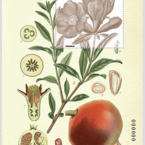41. Sello Flora. Ilustracion botanica HB