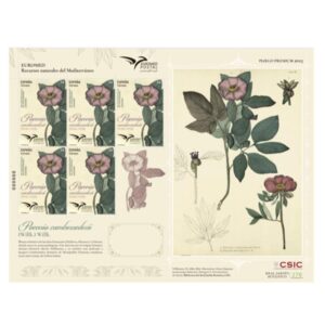 PLIEGO PREMIUM 173 Paeonia 2025