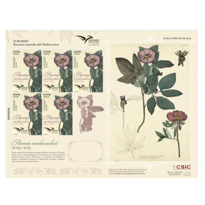 PLIEGO PREMIUM 173 Paeonia 2025